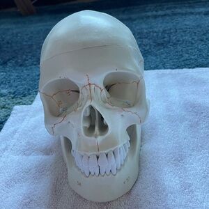 Anatomical Skull Model